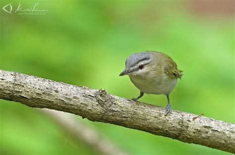 FindNature.com - Photos - Viréo aux yeux rouges, Red-eyed Vireo, Vireo