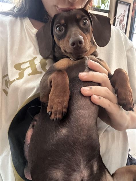 I really like being at my mom's side 🧡 : r/Dachshund