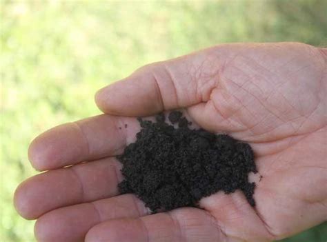 Inoculating rhizobia onto legume seeds helps them use atmospheric N2.