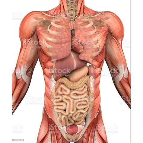Internal Male Organs Diagram