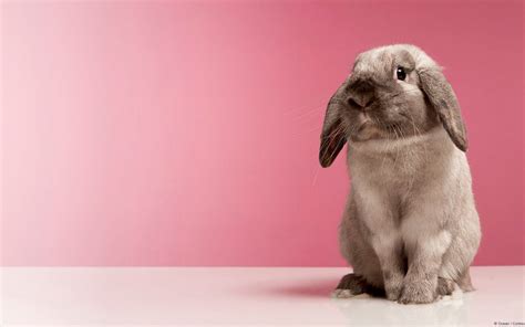 Funny Bunny Wallpapers - Wallpaper Cave