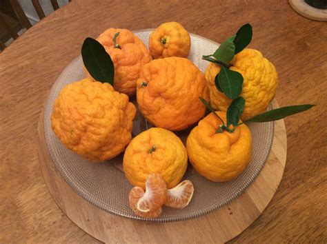 satsuma orange tree for sale 3