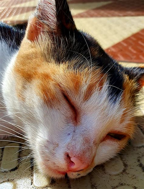 cat fungal infection nose - Quite Surprising E-Zine Photo Exhibition