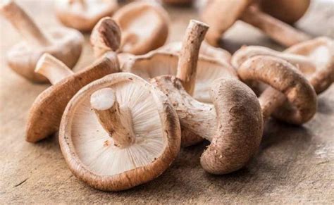 jenis jamur  bisa dimakan  bernutrisi