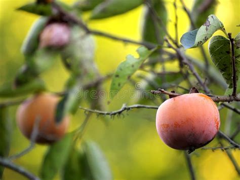 Kaki or Japanese Persimmon on a Tree in Tokyo Stock Image - Image of ...