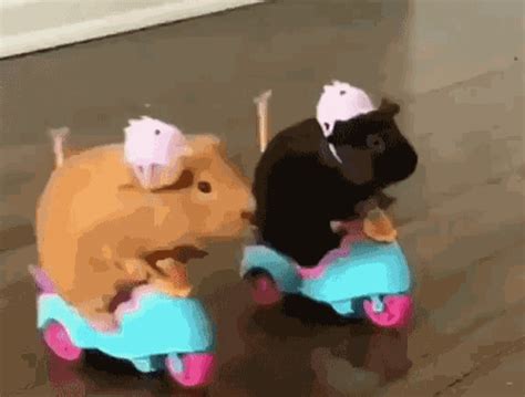 cute animal gif icegif