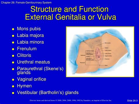 PPT - Assessment of the Female Genitourinary System PowerPoint