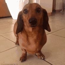 Happy Dachshund GIFs | Tenor