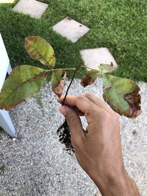 Help with hickory sapling : r/arborists