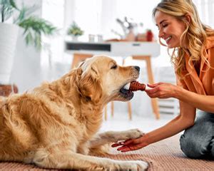 Navigating Dog Resource Guarding: Tips and Techniques