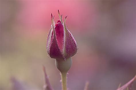 Бутон (много фото) - treepics.ru