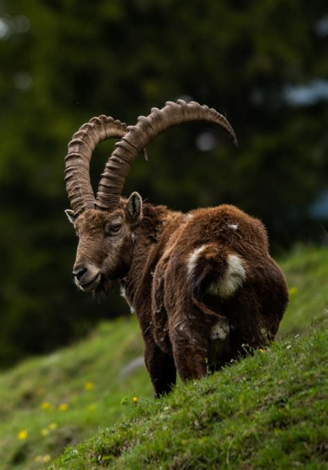 How Mata Horn offers some of the best alpine views 7