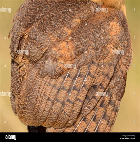 Sooty-Face Barn Owl Feathers (Tyto glaucops Stock Photo - Alamy