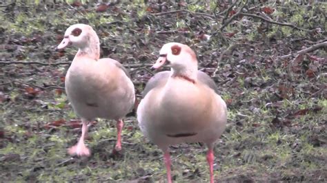 Egyptian Goose sound & hybrid geese Thetford UK 23Jan16 824a - YouTube