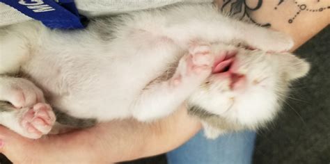The tiniest blep on a three week old kitten! : r/Blep