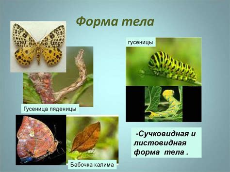 Приспособительные особенности строения, окраски тела и поведения ...