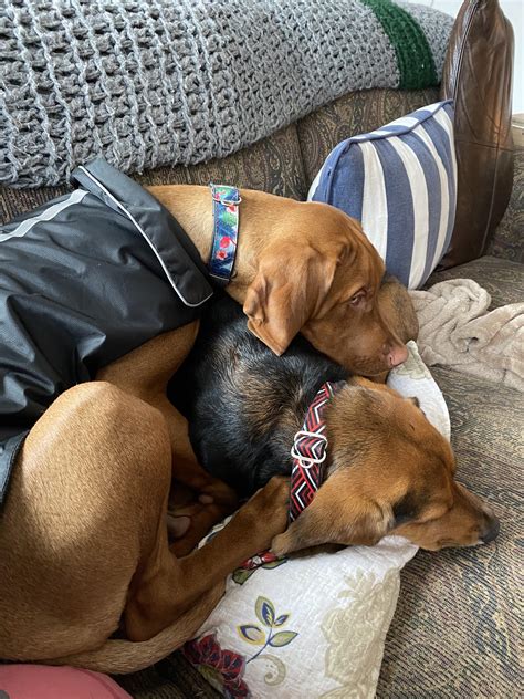 Velcro dogs stuck together. Luther the Vizsla (4.5m) and Roy the Beagle