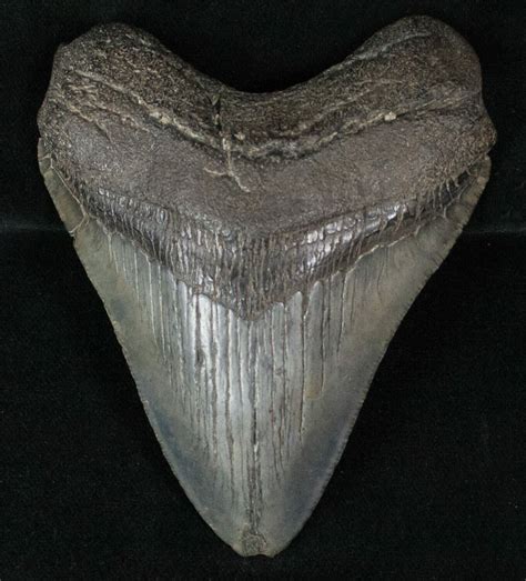 3.99" Fossil Megalodon Tooth For Sale (#13375) - FossilEra.com