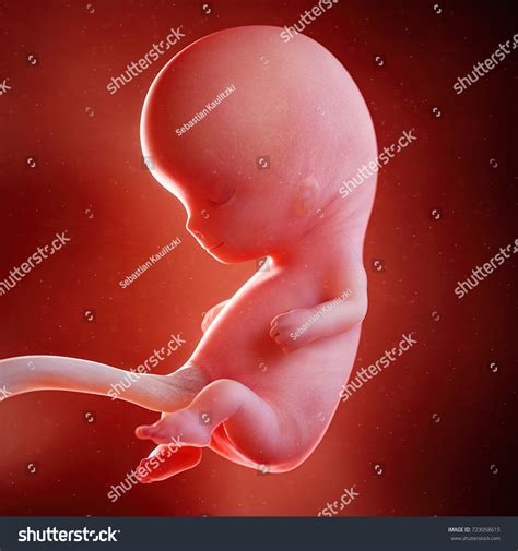 686 Baby. 10 Weeks Images, Stock Photos & Vectors | Shutterstock