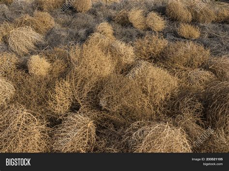 Сергей Черепанов перекати поле (много фото) - treepics.ru