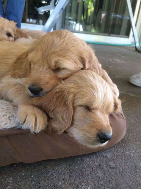 Golden doodles, Golden retriever and poodle mix! 6 weeks old | Golden ...