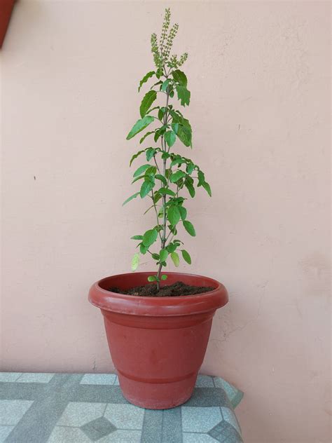 Why Tulsi plant dies at home - Prakratik.com