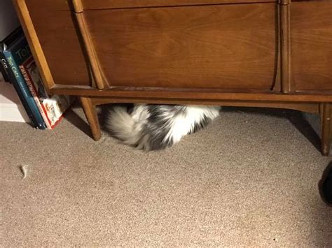 Hiding Cat Memes - Imgflip