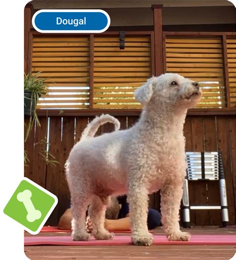 Subscribe and Save | Pet Wellbeing