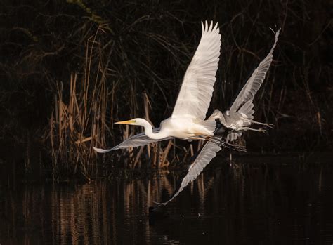 great white egret and grey heron flying together – Stan Schaap PHOTOGRAPHY