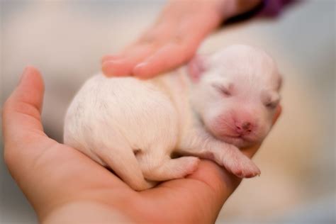 how to care for newborn puppies