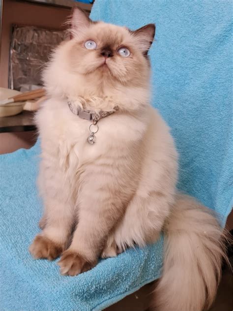 For Rehoming Exo Persian Himalayan - Pet Finder Philippines - Buy and ...