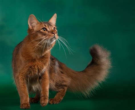 Сомалийская кошка: описание породы, характер, фотографии, плюсы и ...