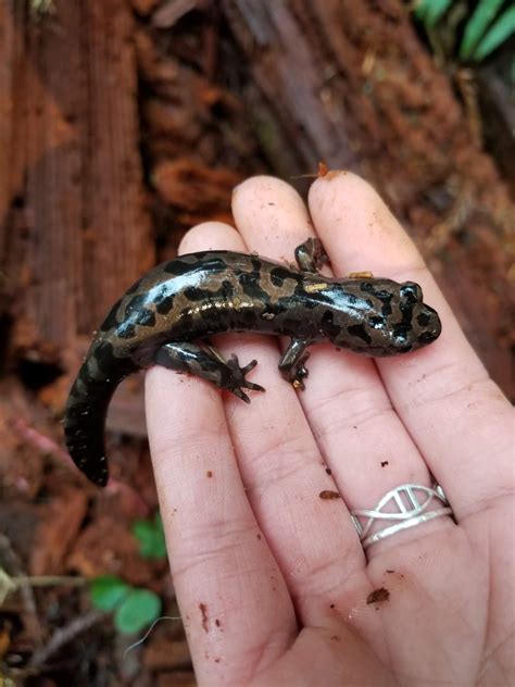 31 Types of Salamanders (Pictures And Identification)