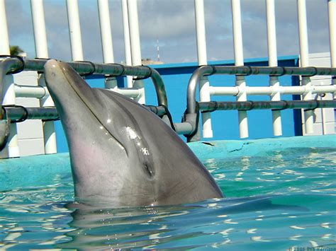 Dolphin Pictures - Page 2 - DolphinLeap.com