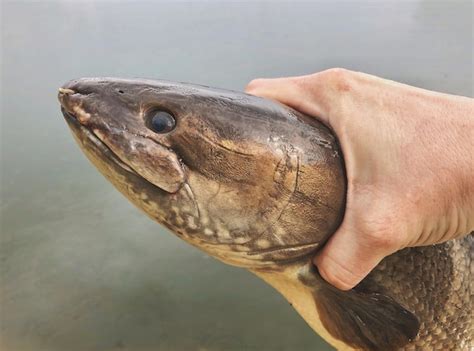 premium photo close   hand holding  fish