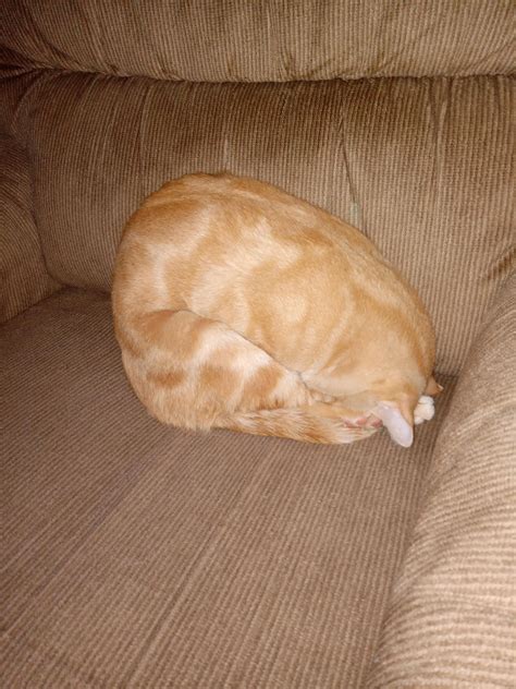 Dewey in Despair : r/OneOrangeBraincell