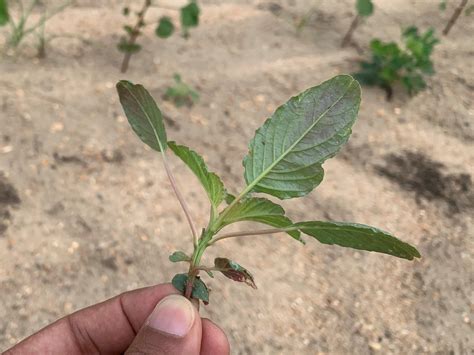 Palmer amaranth - UF/IFAS WFREC Weed Science Program - University of