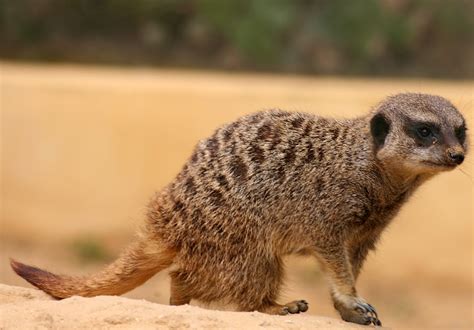Сурикаты (Suricata) | LifeCatalog
