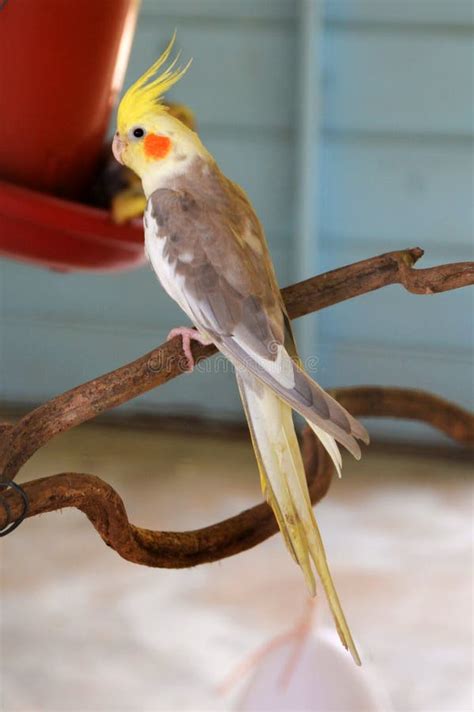 Parrot cockatiel stock image. Image of lovebird, life - 52649417