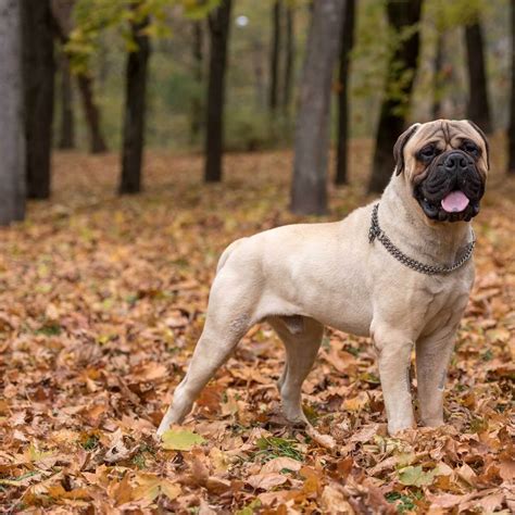 Is Bullmastiff A Dangerous Dog