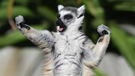 Lemur at em! : funny
