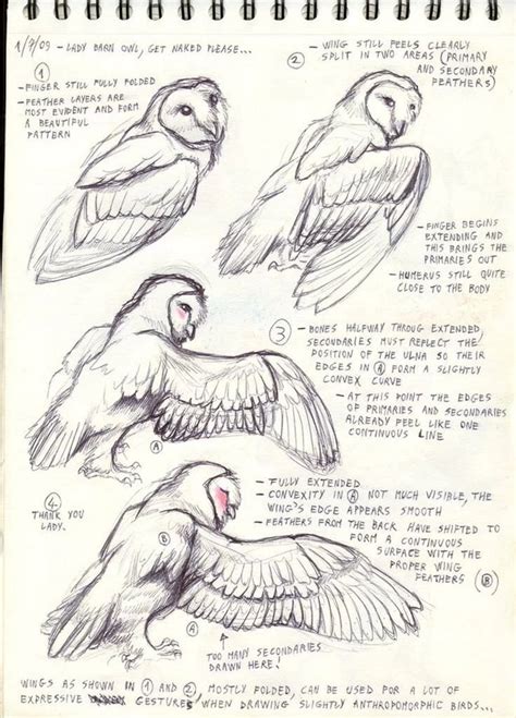 Owl Wings Drawing Reference - Miinullekko