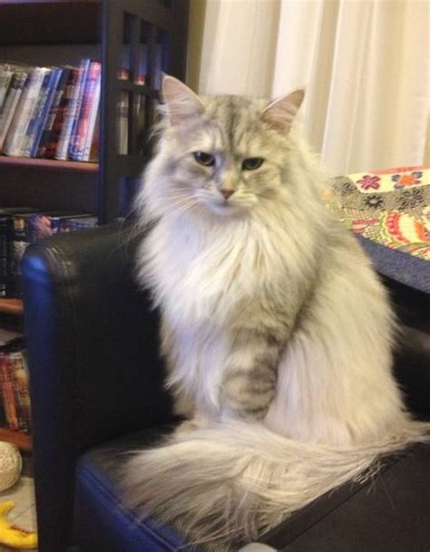 Life With Siberian Cats: My Experience With Adoption - PetHelpful