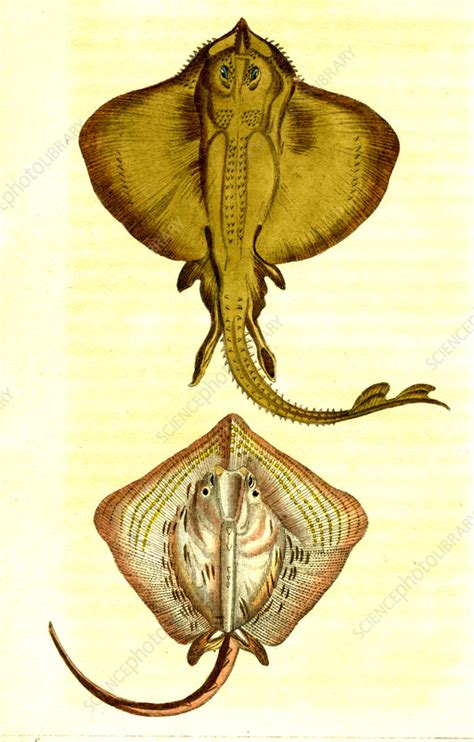 Skate and ray, 19th century illustration - Stock Image - C058/5068 ...