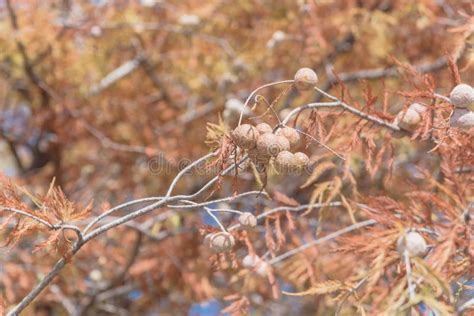 148 Bald Cypress Cones Leaves Stock Photos - Free & Royalty-Free Stock ...
