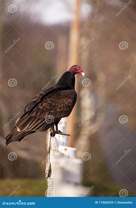 turkey buzzard stock image image  decay crow buzzard
