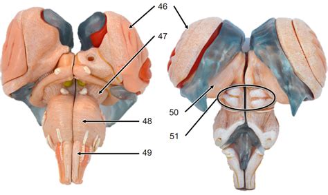 Diagram of Brain Stem | Quizlet