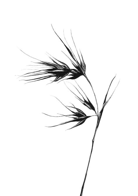 Kangaroo Grass - A2 Print — Shelter & Gather Studio
