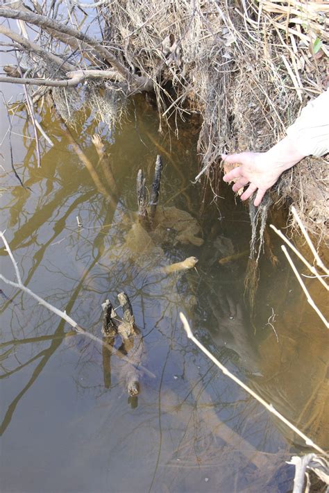 Yellow Perch Spawn, Again, In Severn Run | Severn River Association