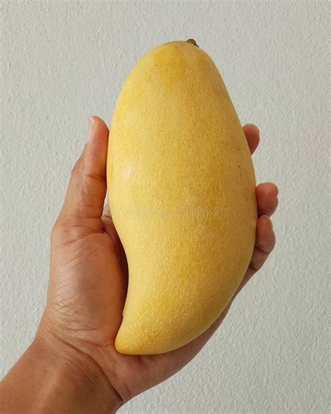 Man Holding Mango in His Hand on the Sea Beach - Tropical Exotic Stock ...